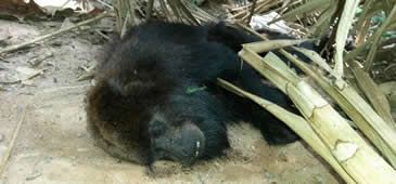 10022017_ainda_macacos_febre_amarela_Facebook_Projeto_Muriqui.jpg