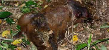 01032017_macaco_morto_mestre-alvaro_Amigos_do_Mestre_C381lvaro.jpg
