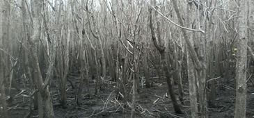 15032017_manguezal__campo-grande_morrendo_Apescama.jpg