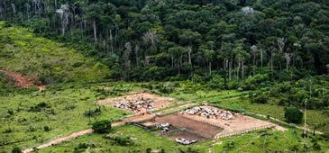 02042017_carne_insustentavel_Daniel_Beltra_Greenpeace.jpg