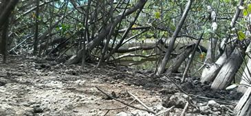 14042017_povoacao_campo_grande_Apescama.jpg