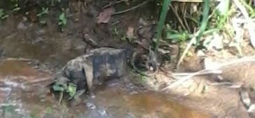 250417_macaco_leitor.jpg