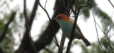 01062017_especies_raras_lagoa_encantada_Ingridi_dos_Santos_Barros.jpg