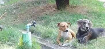 24072017_maus_tratos_cachorros_iema_Divulgacao.jpg