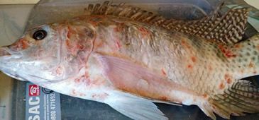 25072017_seguranca_sanitaria_pescado_lama_Adriellen_Almeida_Nascimento.jpg