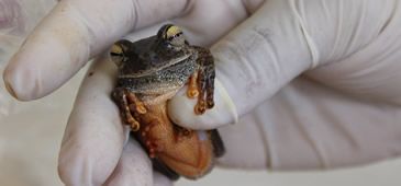 26072017_estudo_fauna_greenpeace_Italo_Moreira.jpg