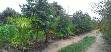 19102017_agricultura_sintropica_paulo_radaik.jpg