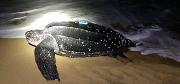 20112017_telemetria_dermochelys_projeto_tamar.jpg