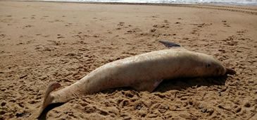 23112017_encalhes_animais_pesca_projeto_tamar.jpg