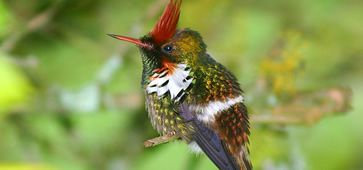 2205207_colibris_santa_teresa_Piero_Ruschi1.jpg