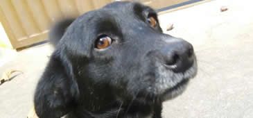 29122017_cuidados_pets_fogos_artificio_fernanda_couzemenc_20200308-214604_1.jpg