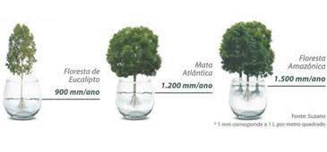 09012018_meias_verdades_eucalipto_reproducao.jpg