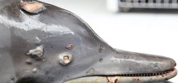 01022018_virus_mortes_golfinhos_orca.jpg