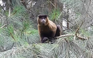 macaco_prego_rppn_reluz.jpg