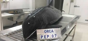 09042018_golfinho_cara_de_melao_instituto_orca.jpg
