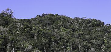 26042018_atlas_mata_atlantica_leonardo_sa.jpg