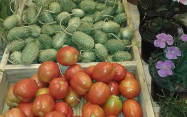 alimentos_organicos_fernanda_couzemenco.jpg