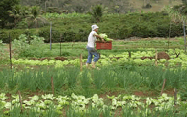 agricultura_familiar_mpa.gif