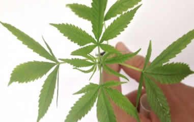 cannabis_folha_policia_federal.jpg