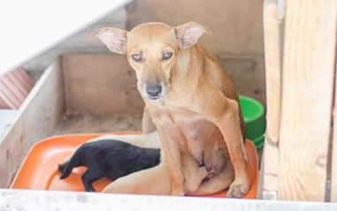 animal_situacao_rua_foto_leitor.jpg