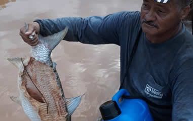 mortandade_peixes_rio_doce_aspec-1.jpg