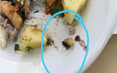 insetocomida_himaba_Capa.jpg