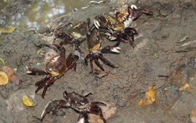 caranguejo_uca_arquivo_pmv.jpg