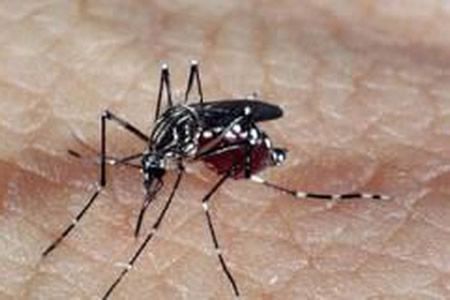 mosquito_aedes_arquivo_agencia_brasil.jpg