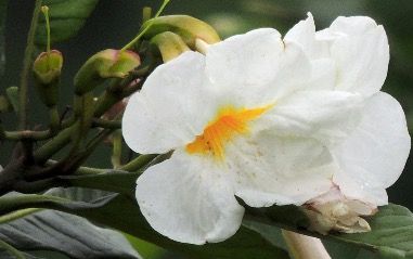 tamanqueira_lagoa_encantada_capa_willerman_da_silva.jpg