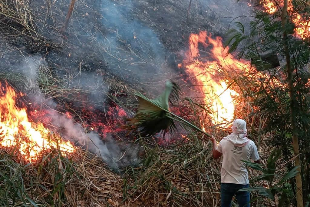 incendio_jaqueira_1_geraldo-_dutra.jpg