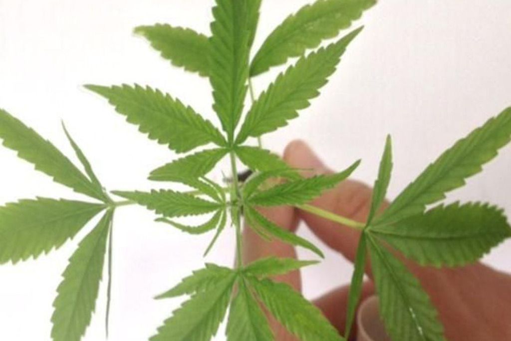 folha_cannabis_policia_federal_agencia_brasil.jpeg