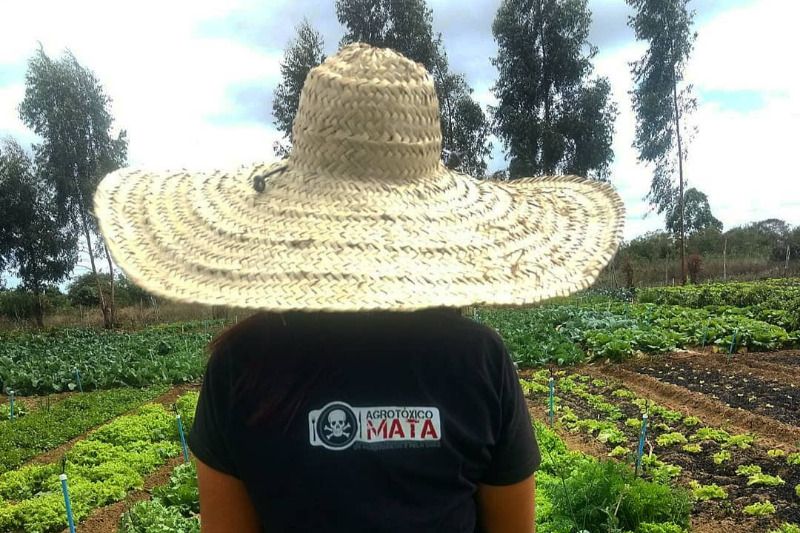 agrotoxico_mata_camisa_divulgacao_mpa.jpg