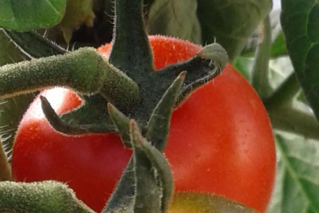 horta_sao_torquato_tomate_roicles_coelho.jpeg