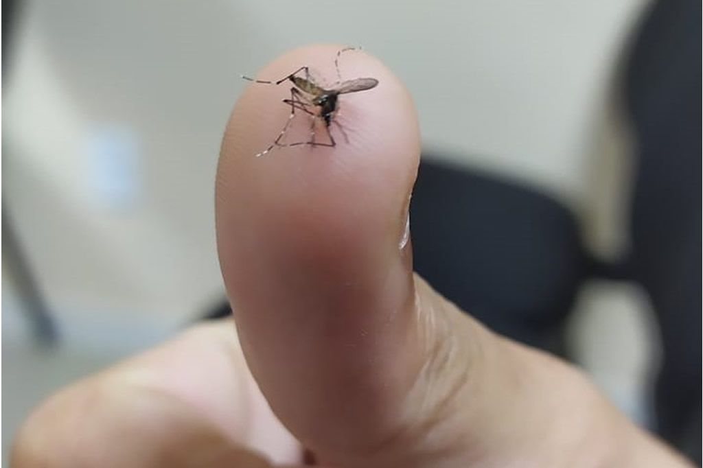 dengue_1_sesa.jpg
