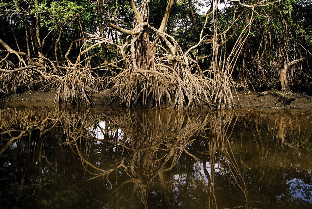 mangue_leonardo_sa-4.jpg