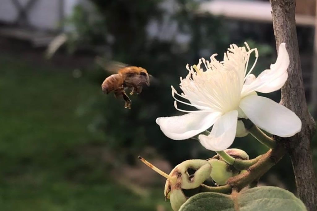 melipona_flor_ritiele_alcntara_de_oliveira.jpg