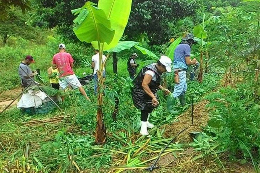 agrofloresta3_sitio_bela_aurora.jpg
