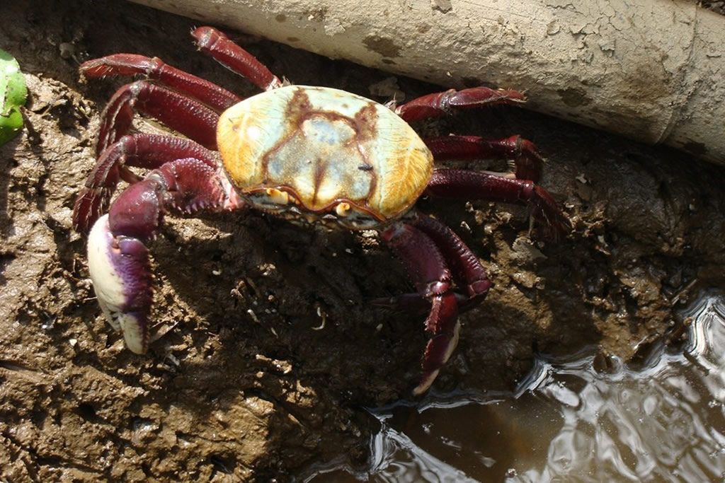 caranguejo_uca_acervo_icmbio.jpg