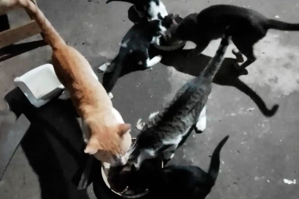 gatos_marcadocapixaba_FotoAmacentro.jpg