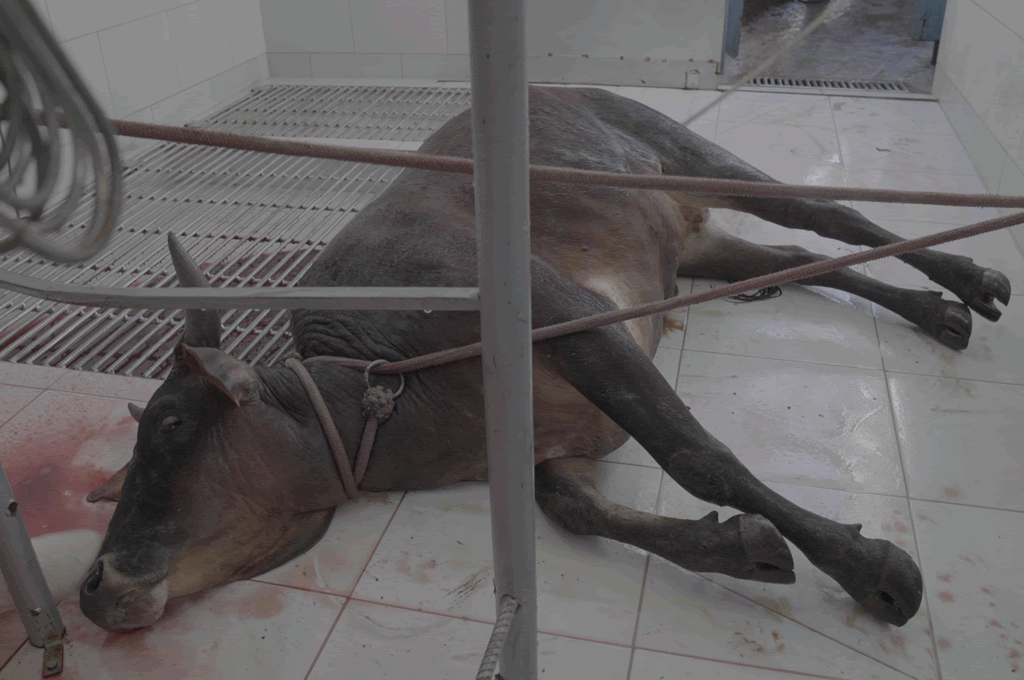 bovino_animal_equality_reproducao.gif