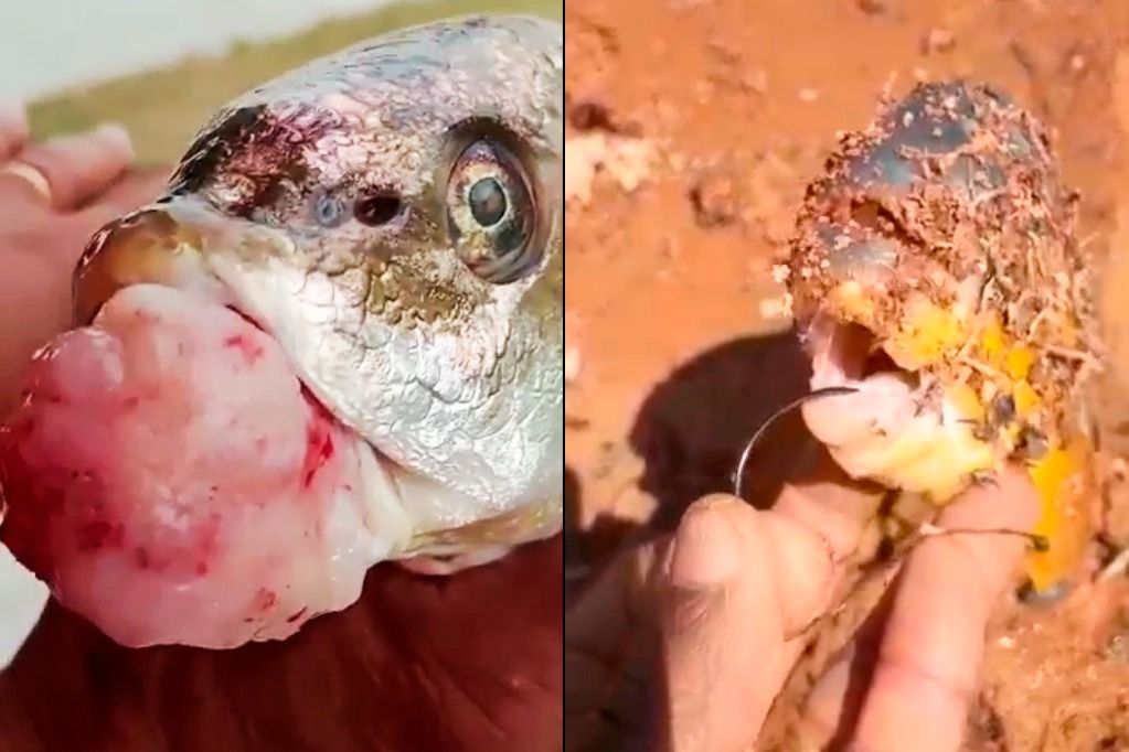 corvina_piranha_deformados_reproducao.jpeg
