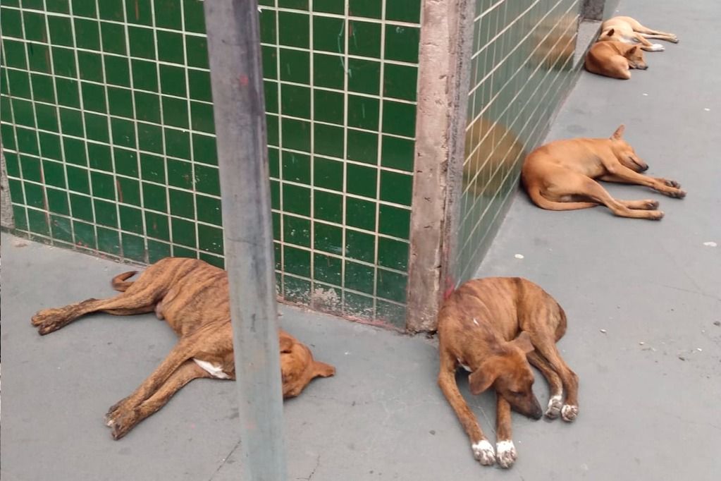 cachorro_de_rua2_FotoDivulgao.jpg
