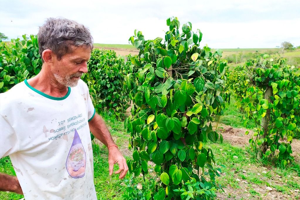 agroecologia_pinheiros_seu_salvador_4_maria_josefa_garrido-valverde.jpeg
