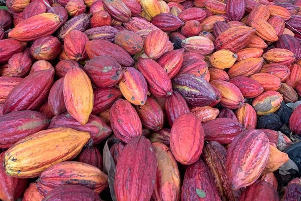 cacau_fruto_chocolates_faccinio_divulgacao.jpg