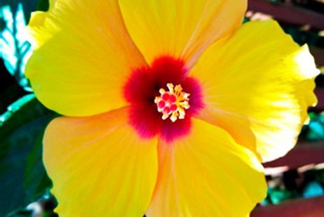 flor_hibisco_reproducao.jpeg