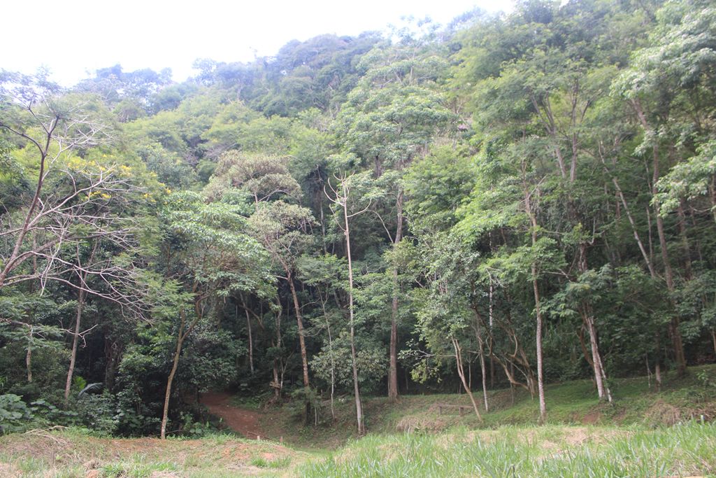 floresta_parque_dores_rio_preto_divulgacao.jpg
