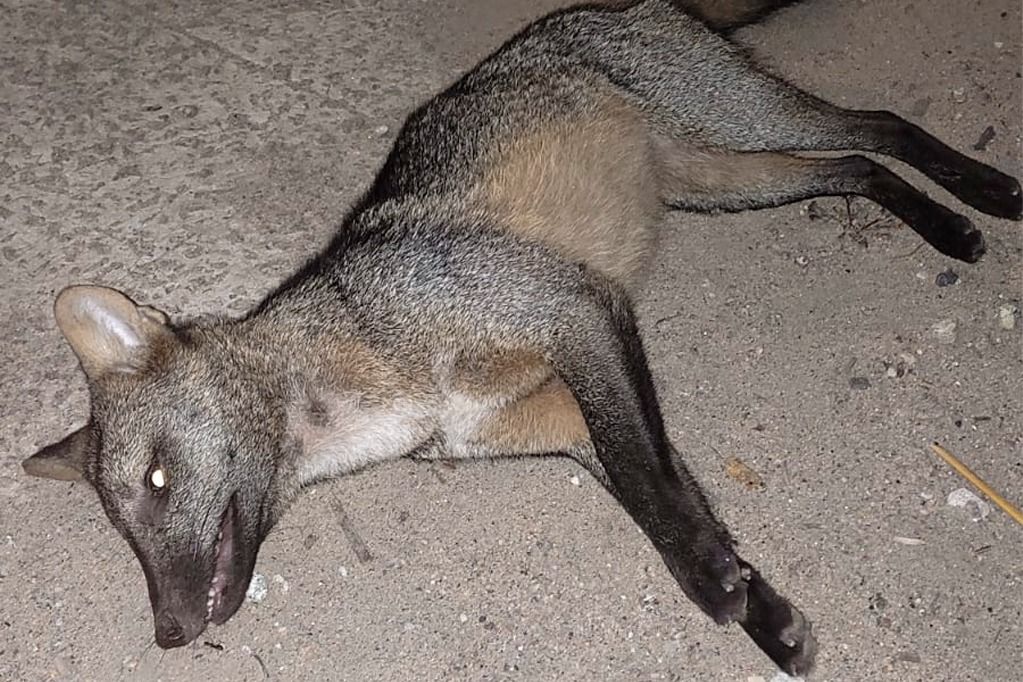 cachorromato_morto_lagoaencantada_redessociais.jpeg