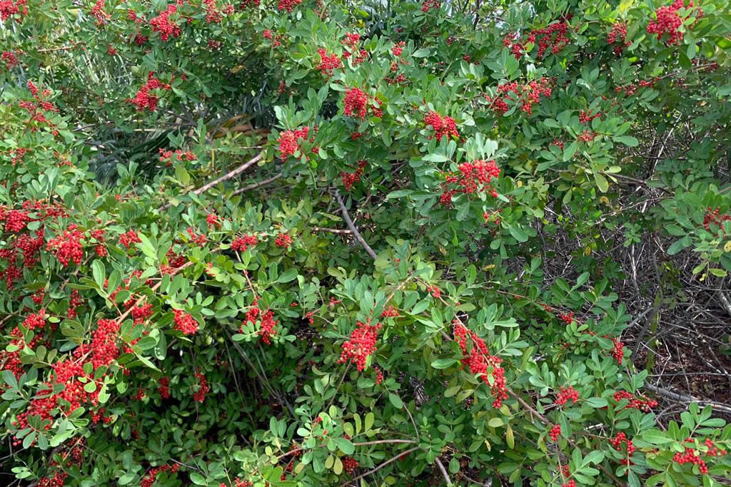 aroeira_pimenta_rosa_divulgacao_incaper.jpg