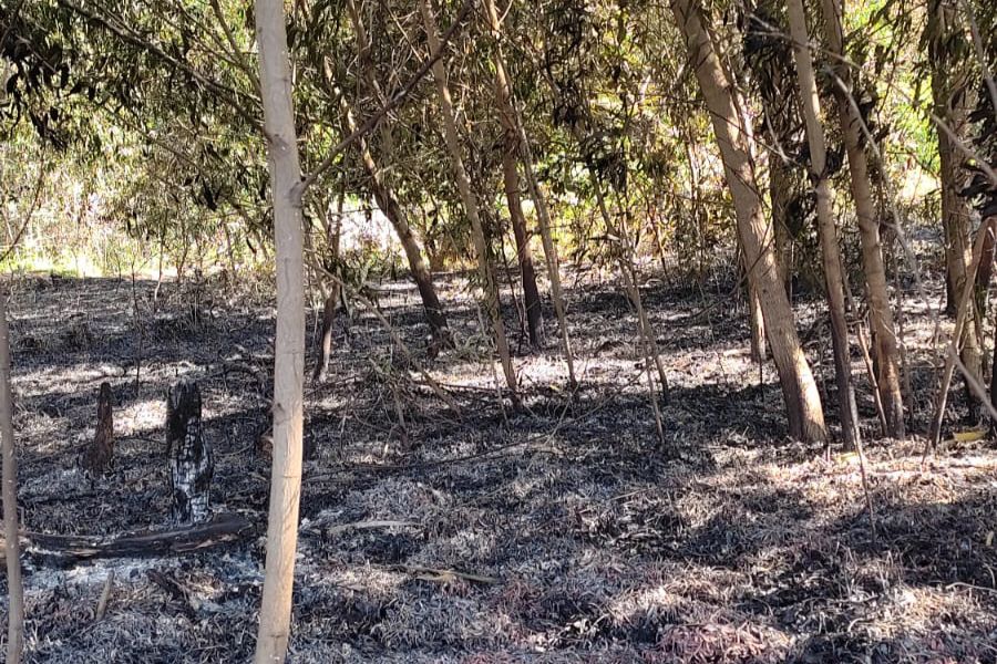 incendio_lagoa_encantada_julho23_instituto_lagoa_encantada_desea_1.jpeg