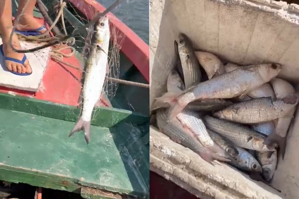 peixes_mortos.jpeg